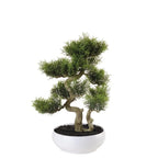 Bonsai Cedro con Vaso Arte Botanica Asiatica | L'Oca Nera
