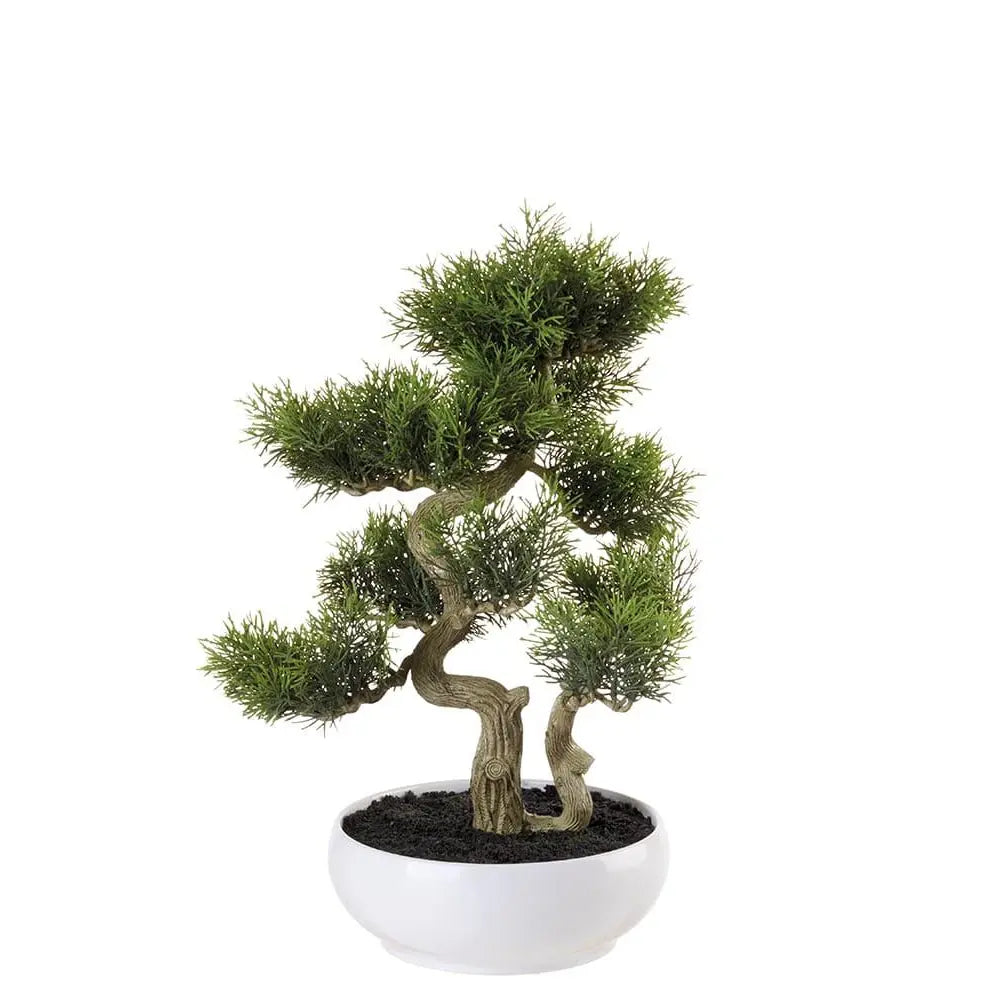 Bonsai Cedro con Vaso Arte Botanica Asiatica | L'Oca Nera