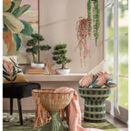 Bonsai Ficus con Vaso Arte Botanica Asiatica | L'Oca Nera