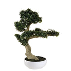 Bonsai Ficus con Vaso Arte Botanica Asiatica | L'Oca Nera