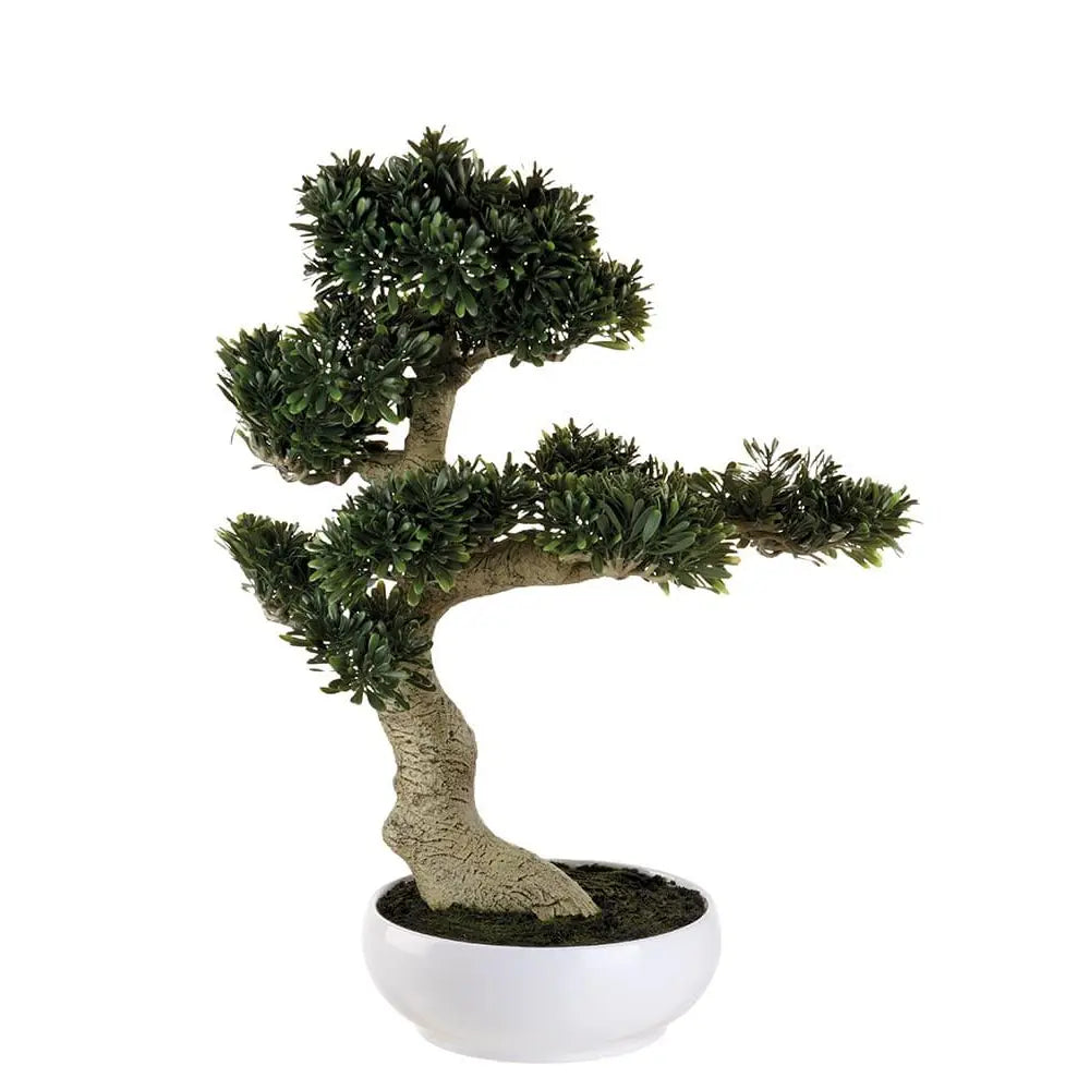 Bonsai Ficus con Vaso Arte Botanica Asiatica | L'Oca Nera