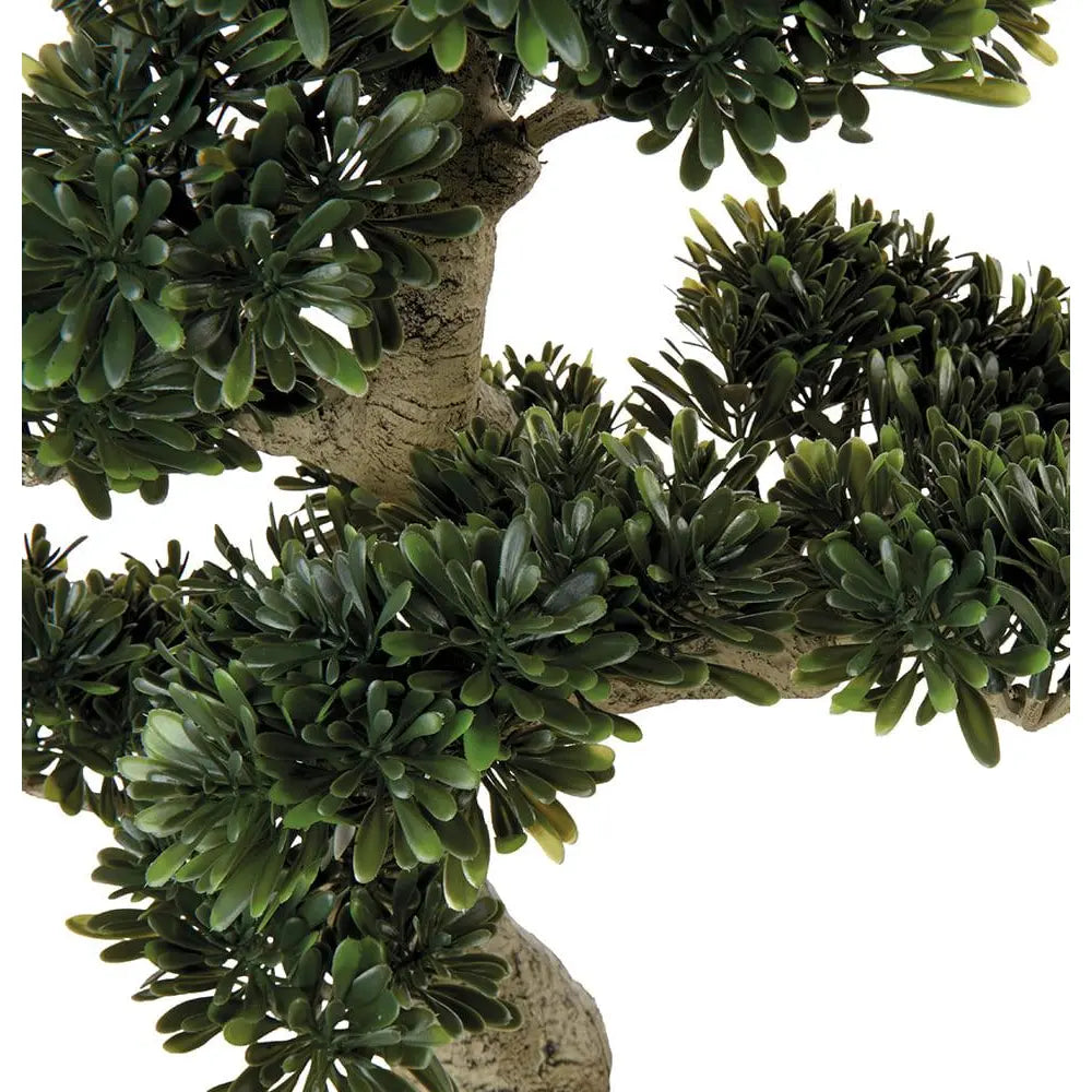 Bonsai Ficus con Vaso Arte Botanica Asiatica | L'Oca Nera