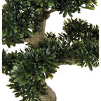 Bonsai Ficus con Vaso Arte Botanica Asiatica | L'Oca Nera