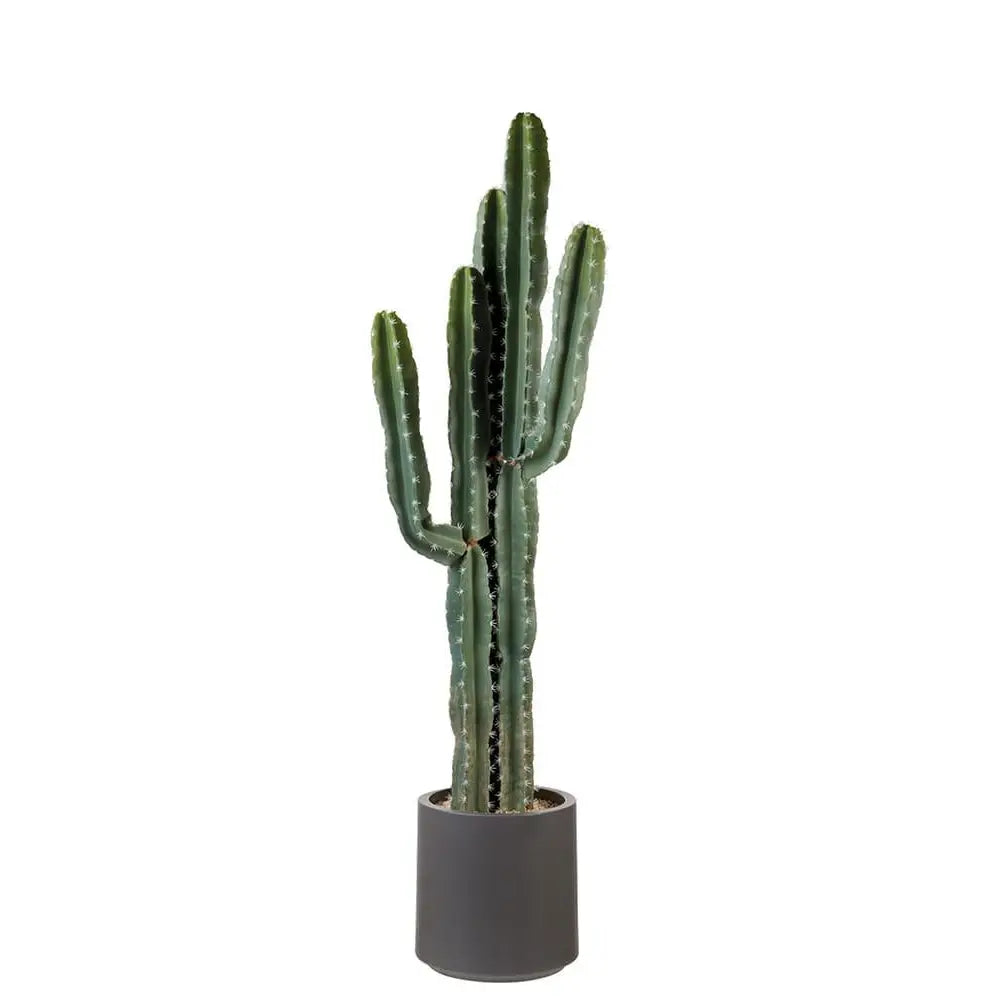 Cactus con Vaso Minimal Dettaglio Green | L'Oca Nera