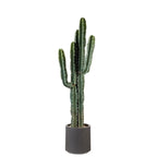 Cactus con Vaso Minimal Dettaglio Green | L'Oca Nera