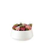 Composizione Piante Grasse Vaso Bianco Minimal | L'Oca Nera