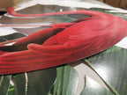 ADM Quadro Collage Fenicottero SA065A1