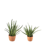 Set 2 Vasi Aloe Artificiale Stile Mediterraneo | L'Oca Nera