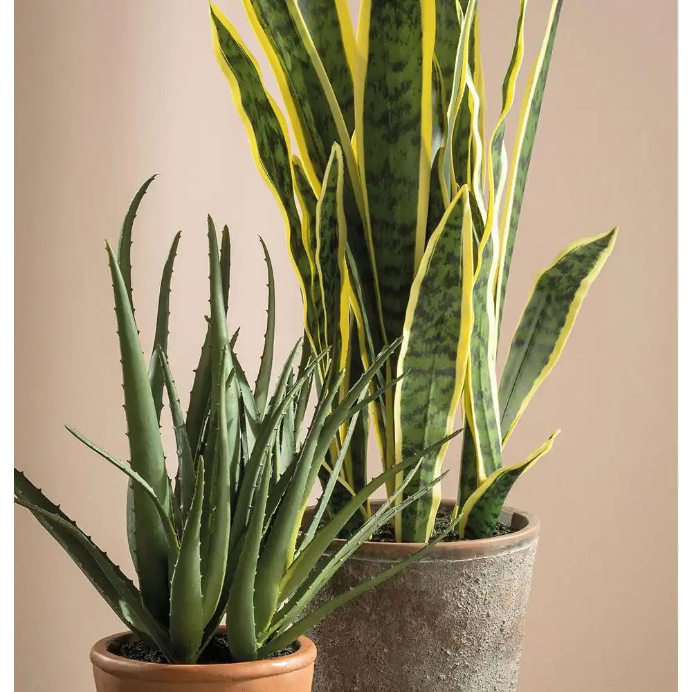 Set 2 Vasi Aloe Artificiale Stile Mediterraneo | L'Oca Nera