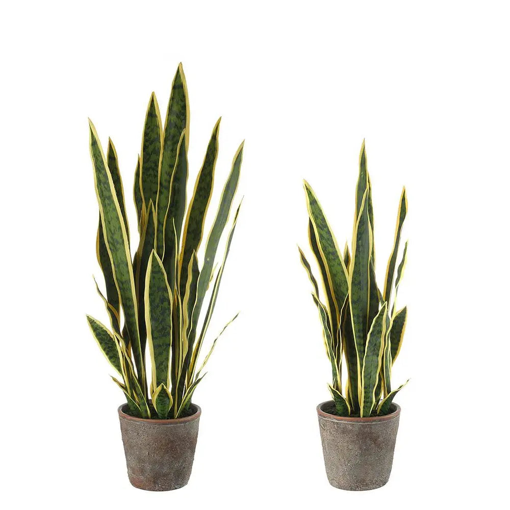 Set 2 Sanseveria con Vaso Design Moderno Fashion | L'Oca Nera