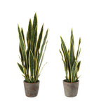 Set 2 Sanseveria con Vaso Design Moderno Fashion | L'Oca Nera