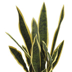 Set 2 Sanseveria con Vaso Design Moderno Fashion | L'Oca Nera