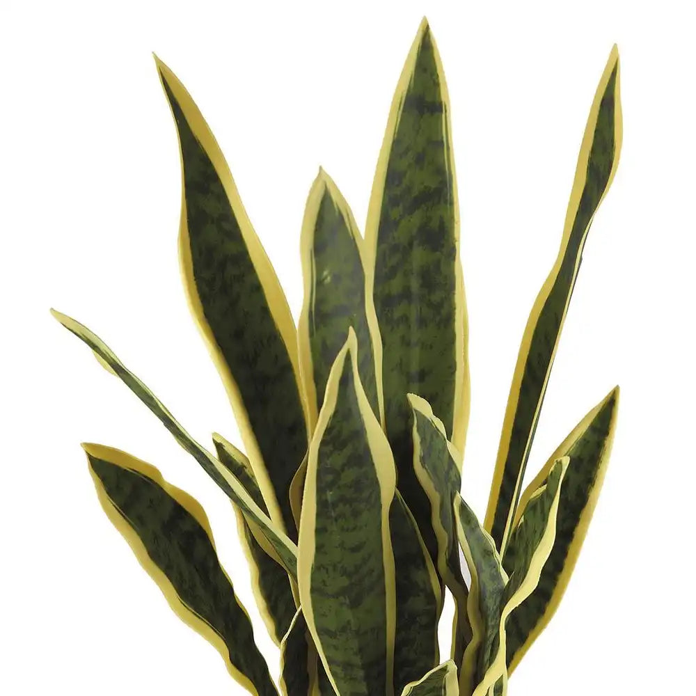 Set 2 Sanseveria con Vaso Design Moderno Fashion | L'Oca Nera