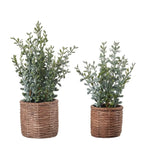 Set 2 Vasi Sedum Artificiale Angolo Green Moderno | L'Oca Nera