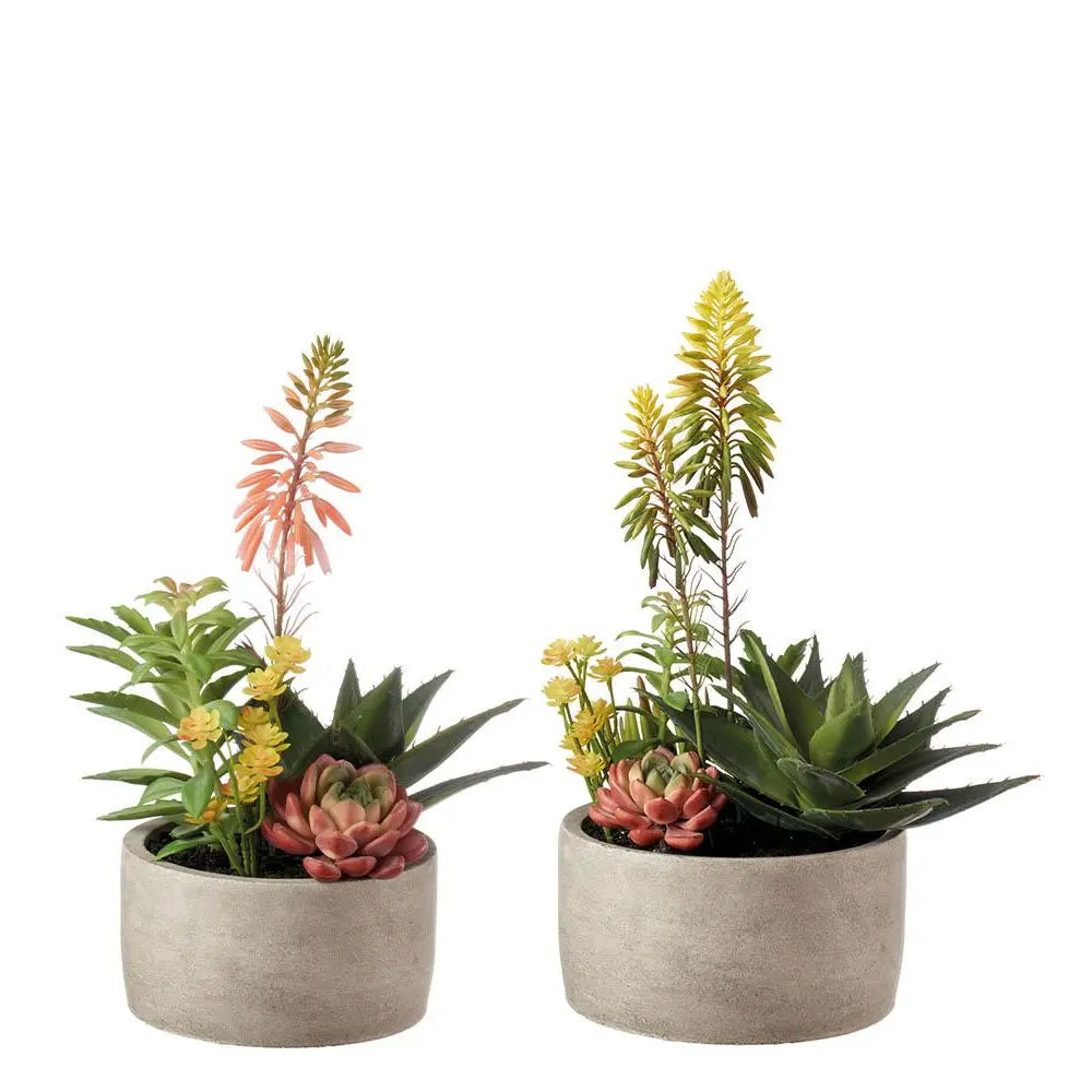 Set 2 Composizioni Piante Grasse Vasi Grigi Materici | L'Oca Nera