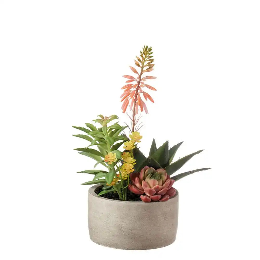 Set 2 Composizioni Piante Grasse Vasi Grigi Materici | L'Oca Nera