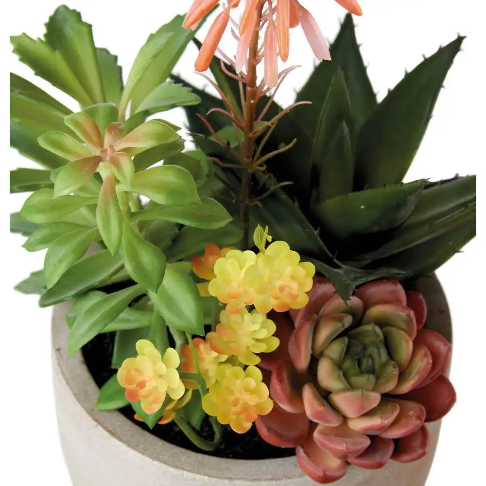 Set 2 Composizioni Piante Grasse Vasi Grigi Materici | L'Oca Nera