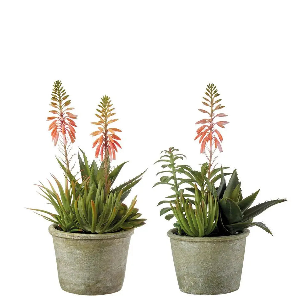 Set 2 Composizioni Piante Grasse Vasi Grigio Verdi | L'Oca Nera