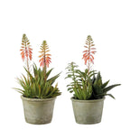 Set 2 Composizioni Piante Grasse Vasi Grigio Verdi | L'Oca Nera