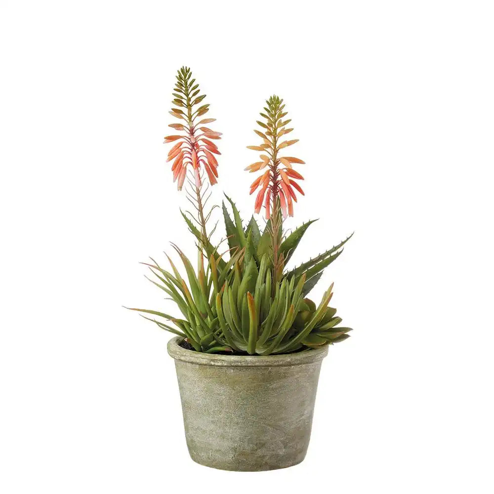 Set 2 Composizioni Piante Grasse Vasi Grigio Verdi | L'Oca Nera