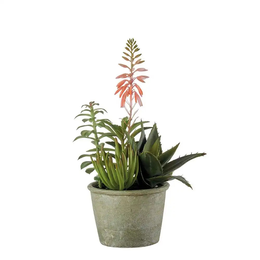 Set 2 Composizioni Piante Grasse Vasi Grigio Verdi | L'Oca Nera