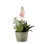 Set 2 Composizioni Piante Grasse Vasi Grigio Verdi | L'Oca Nera