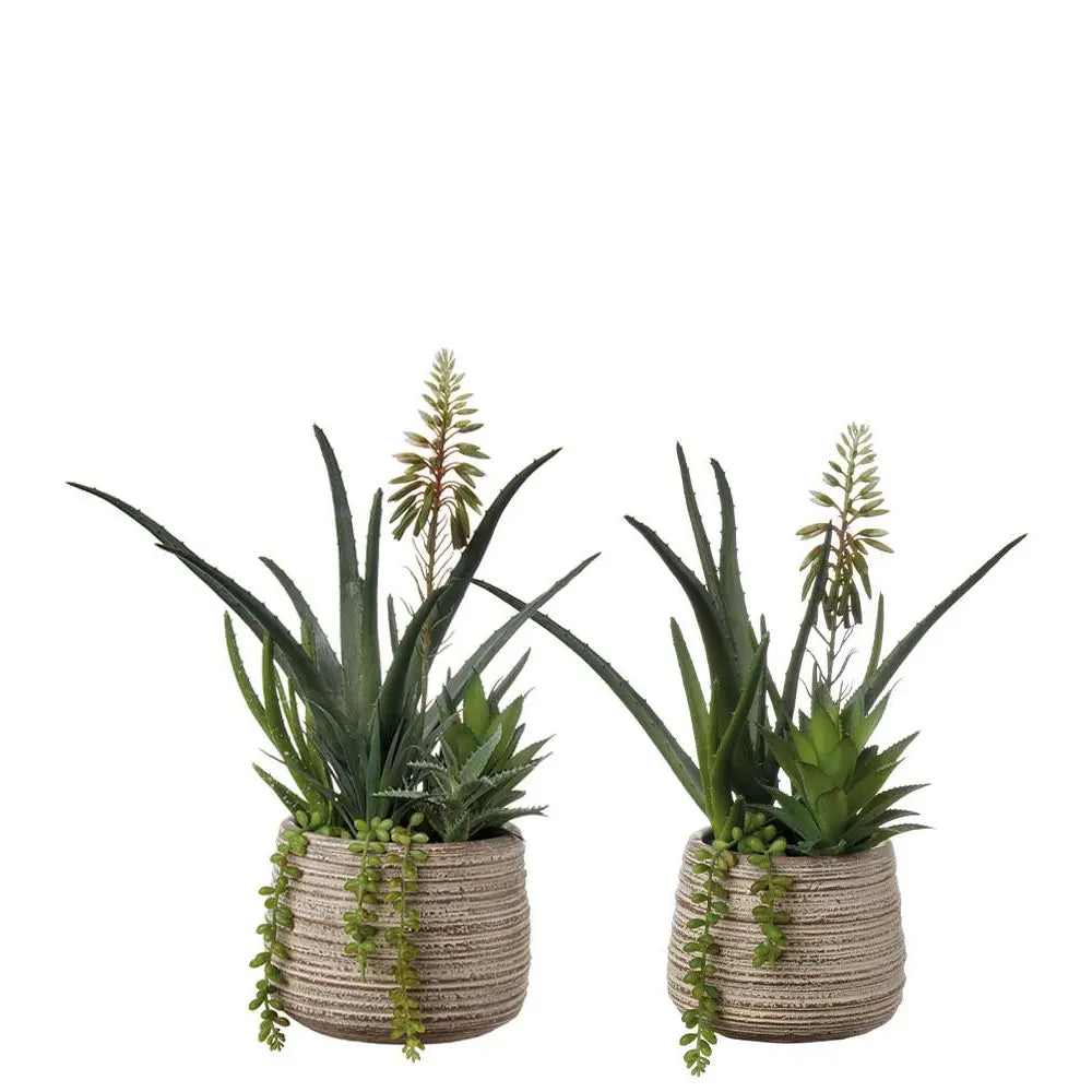 Set 2 Composizioni Piante Grasse Vasi Materici Design | L'Oca Nera