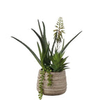 Set 2 Composizioni Piante Grasse Vasi Materici Design | L'Oca Nera